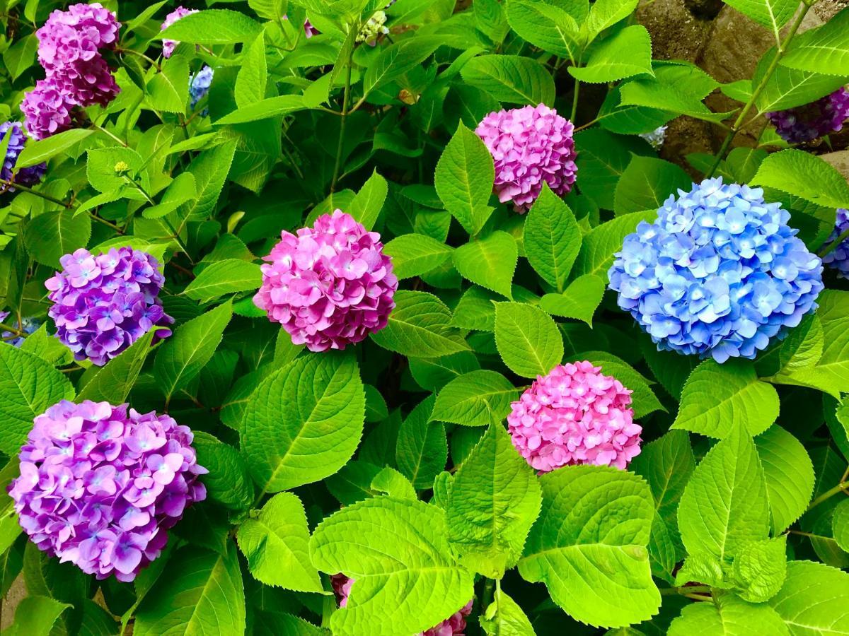 Bed and Breakfast 藤花楼 Kamakura Yamanouchi  Exterior foto